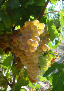grappe raisin blanc rolle vermentino vigne domaine fredavelle vin provence