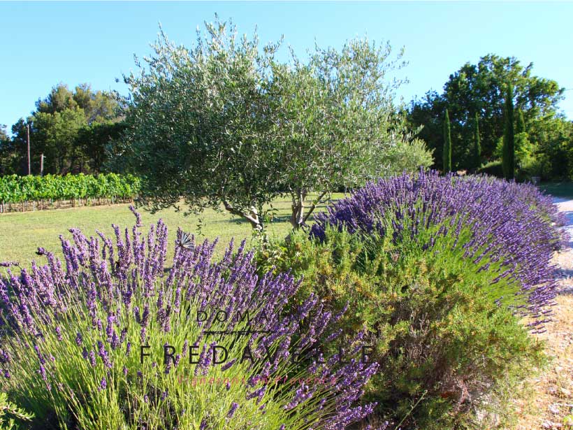 domaine fredavelle paysage provence vegetation ete visite tourisme lavande olivier vue sur les vignes aop aix-en-provence eguilles route de pelissanne vignoble